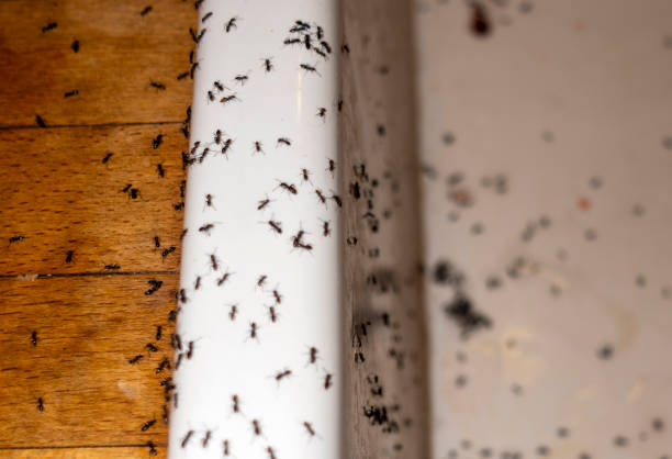 Best Wildlife Control Services  in Newberry, FL