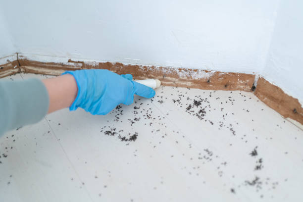 Best Local Pest Control Services  in Newberry, FL